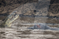 FEATURE - Ein Nilpferd und ein Krokodil streiten sich um ein Zebra