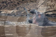 FEATURE - Ein Nilpferd und ein Krokodil streiten sich um ein Zebra