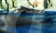 FEATURE - Pinguine tummeln sich im Polar Aquarium in Harbin