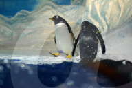FEATURE - Pinguine tummeln sich im Polar Aquarium in Harbin
