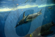 FEATURE - Pinguine tummeln sich im Polar Aquarium in Harbin
