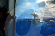 FEATURE - Pinguine tummeln sich im Polar Aquarium in Harbin