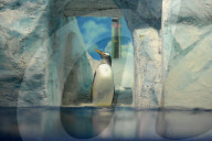 FEATURE - Pinguine tummeln sich im Polar Aquarium in Harbin