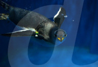 FEATURE - Pinguine tummeln sich im Polar Aquarium in Harbin