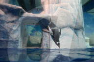 FEATURE - Pinguine tummeln sich im Polar Aquarium in Harbin