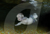 FEATURE - Ins kalte Wasser geworfen - Schwimmkurs für Babies