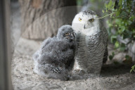 FEATURE - Flauschig: Nachwuchs im Zoo Saarbrücken