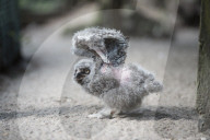FEATURE - Flauschig: Nachwuchs im Zoo Saarbrücken