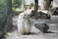 FEATURE - Flauschig: Nachwuchs im Zoo Saarbrücken