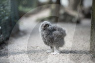 FEATURE - Flauschig: Nachwuchs im Zoo Saarbrücken