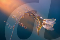FEATURE - Insekten ins rechte Licht gerückt
