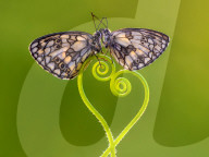 FEATURE - Insekten ins rechte Licht gerückt