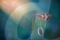 FEATURE - Insekten ins rechte Licht gerückt