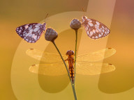 FEATURE - Insekten ins rechte Licht gerückt