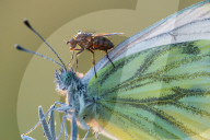 FEATURE - Insekten ins rechte Licht gerückt