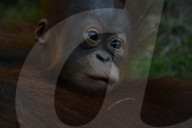FEATURE - Orang Utan Baby wird zwei Monate alt