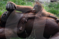 FEATURE - Orang Utan Baby wird zwei Monate alt