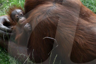FEATURE - Orang Utan Baby wird zwei Monate alt