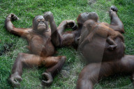 FEATURE - Orang Utan Baby wird zwei Monate alt
