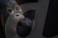 FEATURE - Orang Utan Baby wird zwei Monate alt