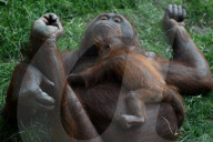 FEATURE - Orang Utan Baby wird zwei Monate alt