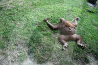 FEATURE - Orang Utan Baby wird zwei Monate alt