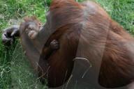 FEATURE - Orang Utan Baby wird zwei Monate alt