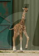 FEATURE - Baby-Giraffe in Port Lympne Reserve in Grossbritannien