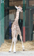 FEATURE - Baby-Giraffe in Port Lympne Reserve in Grossbritannien