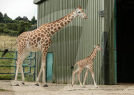 FEATURE - Baby-Giraffe in Port Lympne Reserve in Grossbritannien