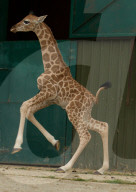 FEATURE - Baby-Giraffe in Port Lympne Reserve in Grossbritannien