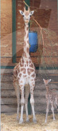 FEATURE - Baby-Giraffe in Port Lympne Reserve in Grossbritannien