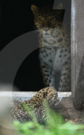 FEATURE - Kleiner Leopard im Twycross Zoo in Leicestershire
