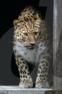 FEATURE - Kleiner Leopard im Twycross Zoo in Leicestershire