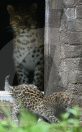 FEATURE - Kleiner Leopard im Twycross Zoo in Leicestershire