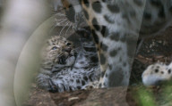 FEATURE - Kleiner Leopard im Twycross Zoo in Leicestershire