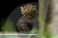 FEATURE - Kleiner Leopard im Twycross Zoo in Leicestershire