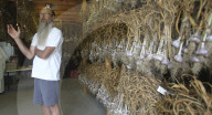 Heady garlic a cash crop for growers