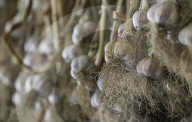 Heady garlic a cash crop for growers