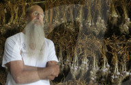 Heady garlic a cash crop for growers