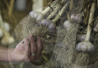 Heady garlic a cash crop for growers
