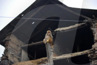 FEATURE - Affenleben im Tempel von Kathmandu