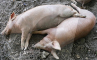 FEATURE - Heisses Wetter: Schweine suchen den Schatten