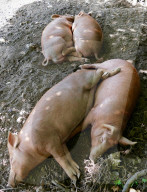 FEATURE - Heisses Wetter: Schweine suchen den Schatten