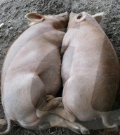 FEATURE - Heisses Wetter: Schweine suchen den Schatten