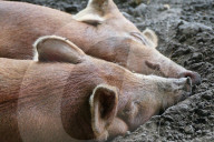 FEATURE - Heisses Wetter: Schweine suchen den Schatten