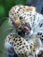 FEATURE - Kleine Leoparden im Zoo von Brüssel