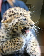 FEATURE - Kleine Leoparden im Zoo von Brüssel