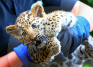 FEATURE - Kleine Leoparden im Zoo von Brüssel