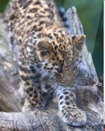 FEATURE - Kleine Leoparden im Zoo von Brüssel